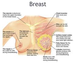 Read more about the article Breast Problems